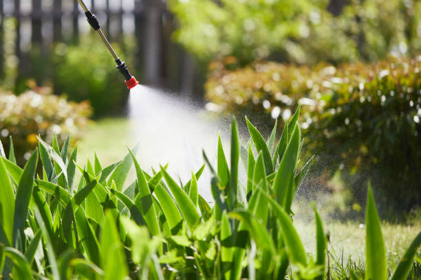 24/7 Emergency Termite Control experts in Del Rio, CA